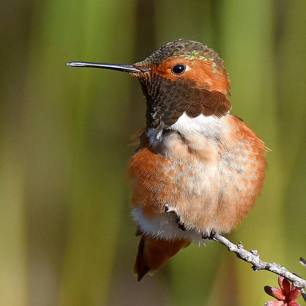 Hummer.jpg