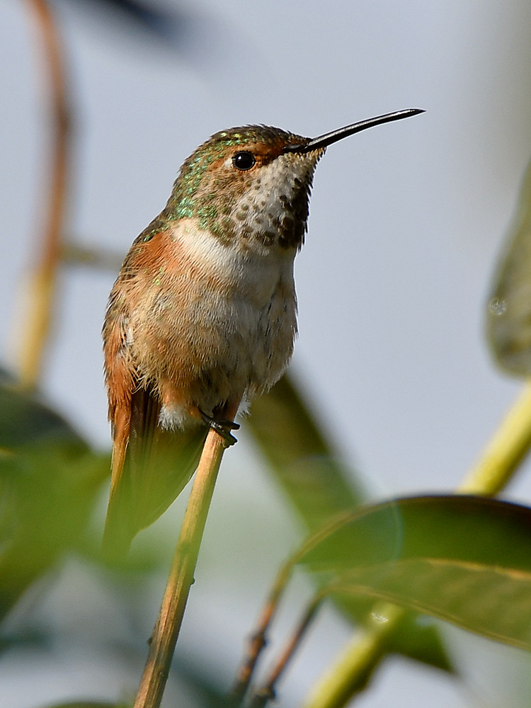 Hummer.jpg