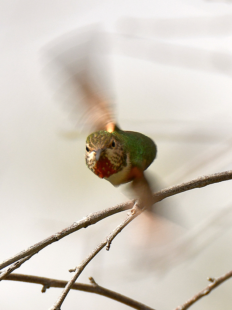 Hummer.jpg
