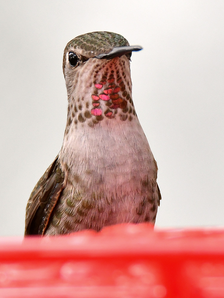 Hummer.jpg