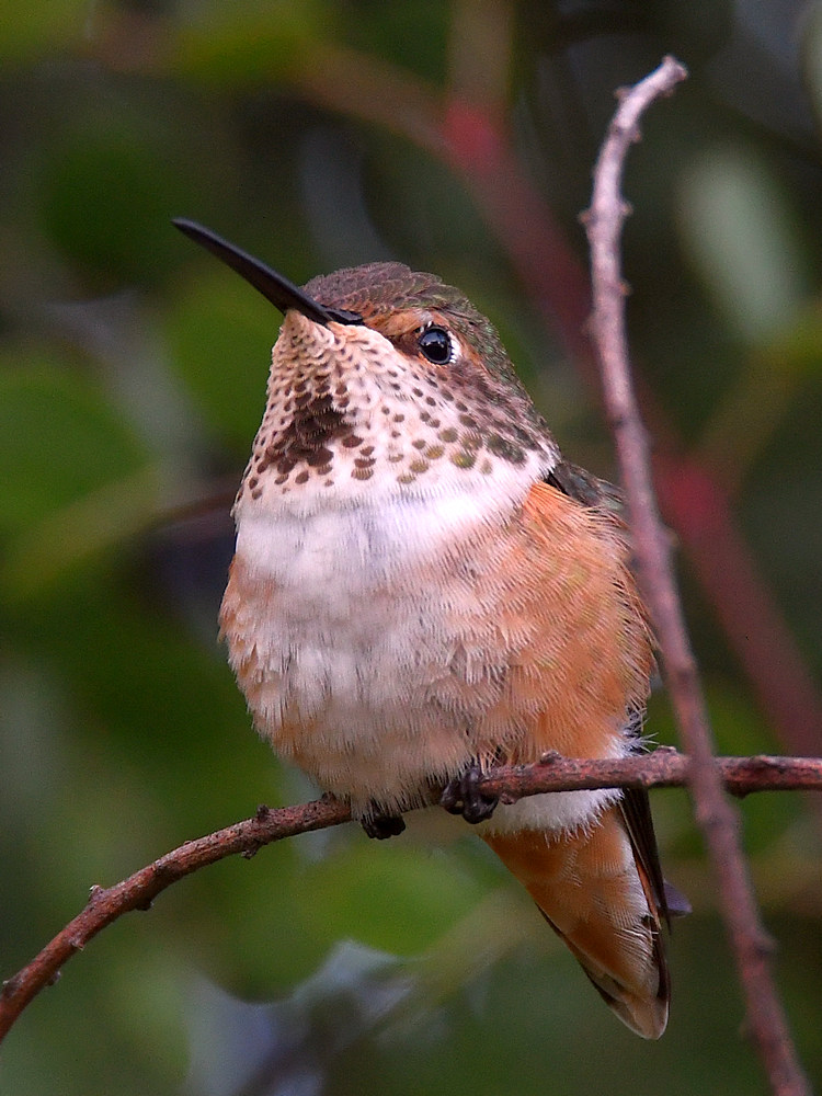 Hummer.jpg