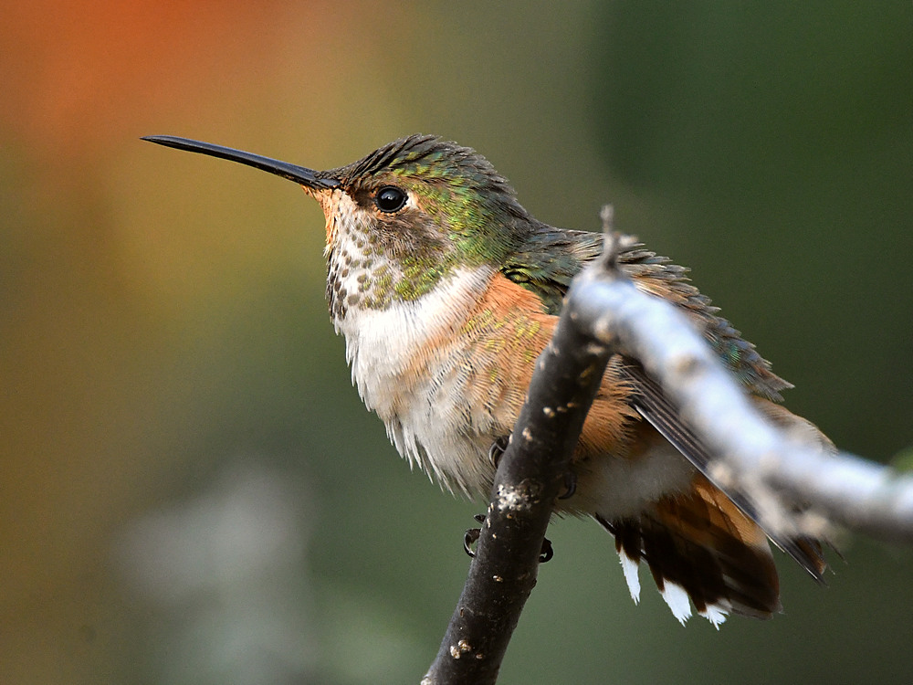 Hummer.jpg