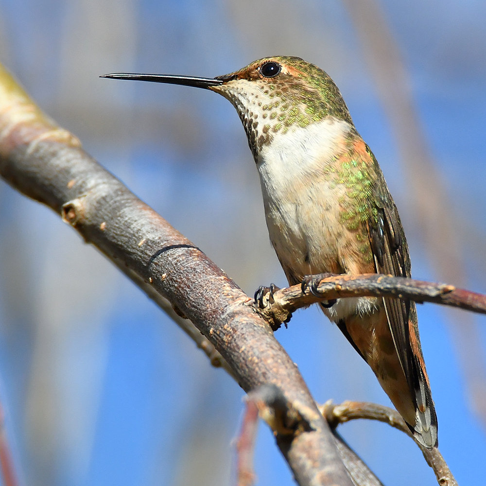 Hummer.jpg