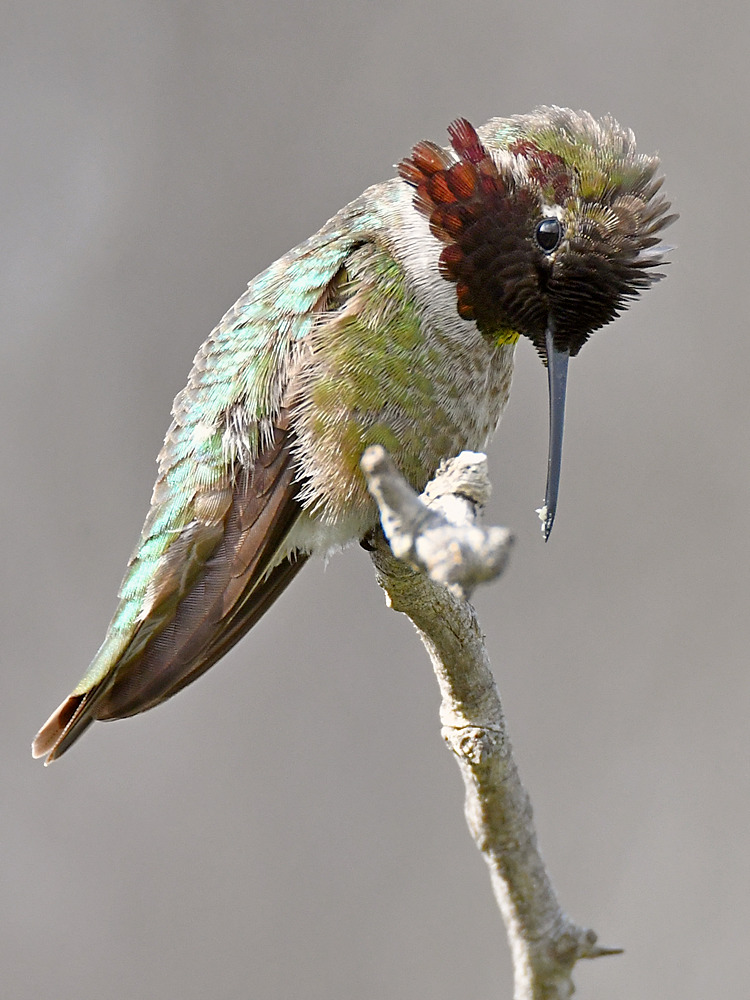 Hummer.jpg