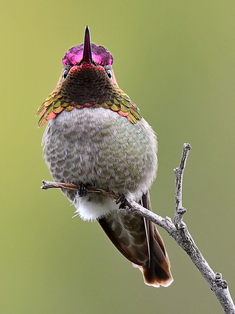 Hummer.jpg
