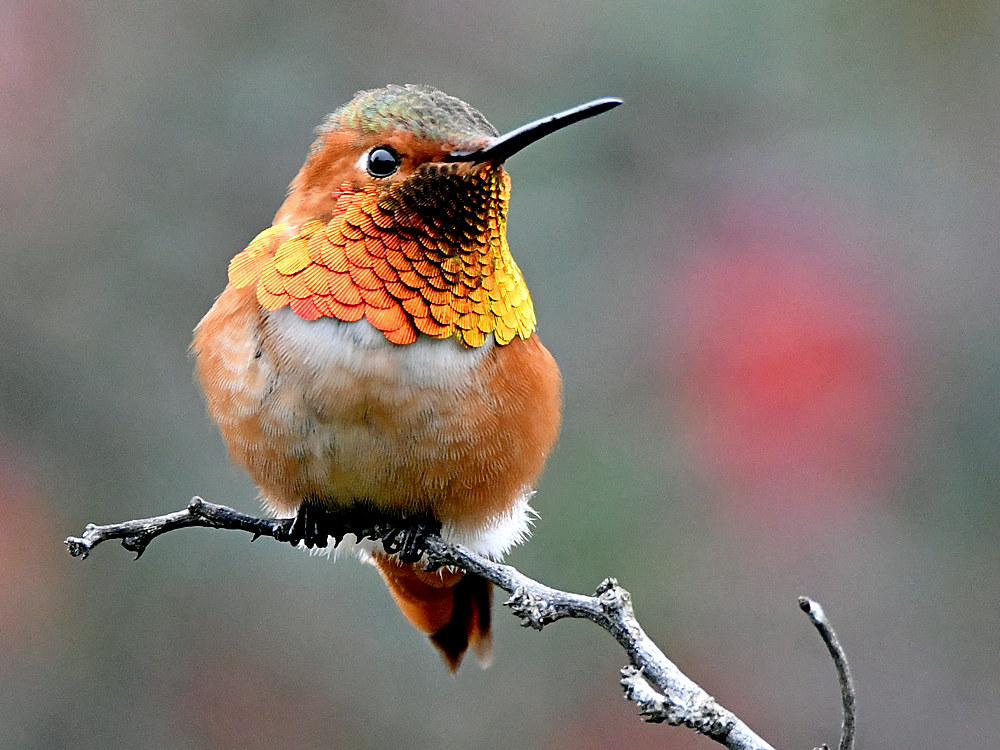 Hummer.jpg