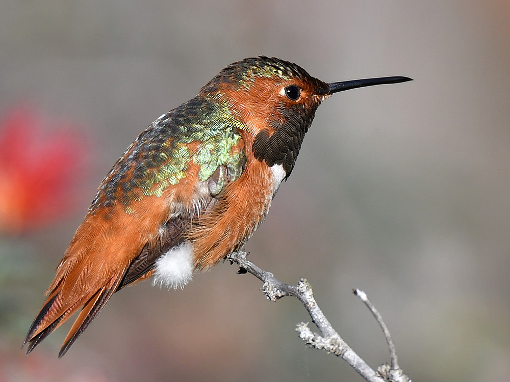 Hummer.jpg