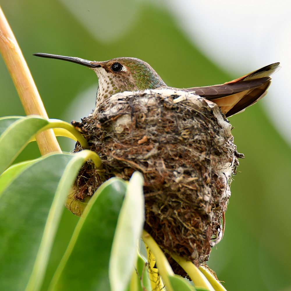 Hummer.jpg
