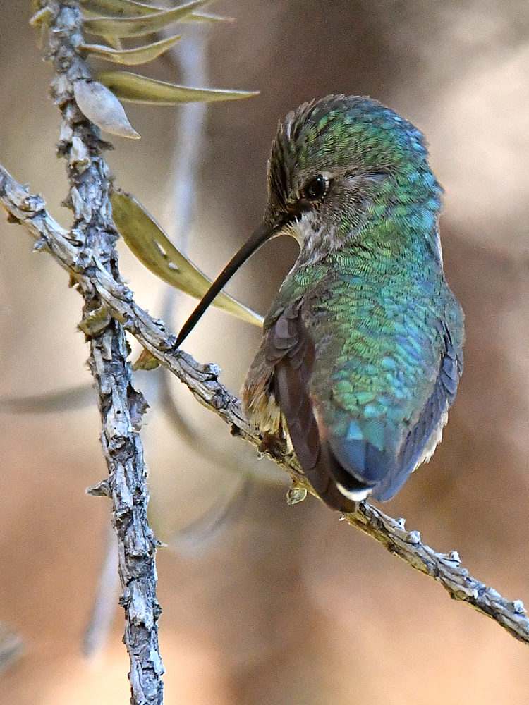 Hummer.jpg