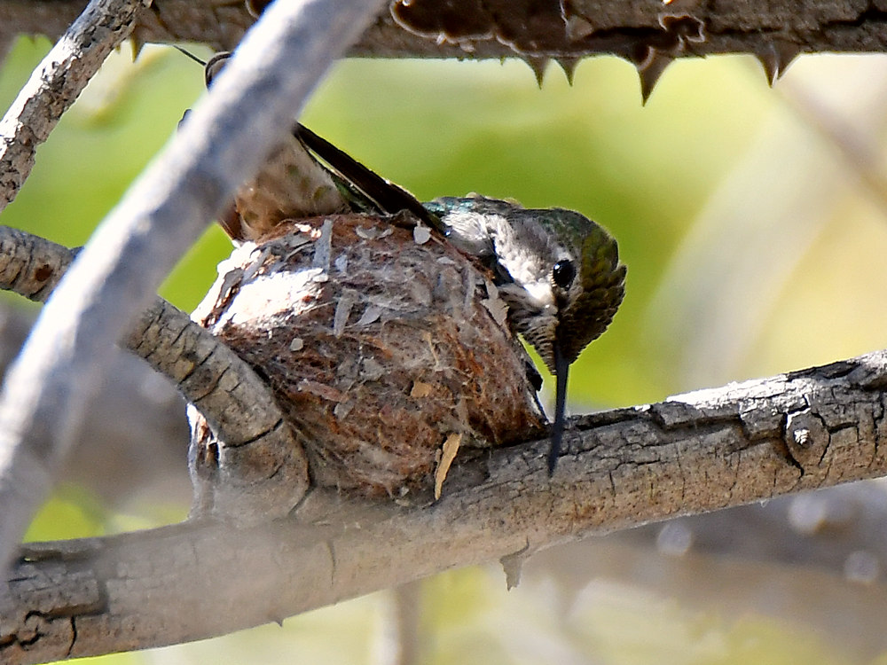 Hummer.jpg