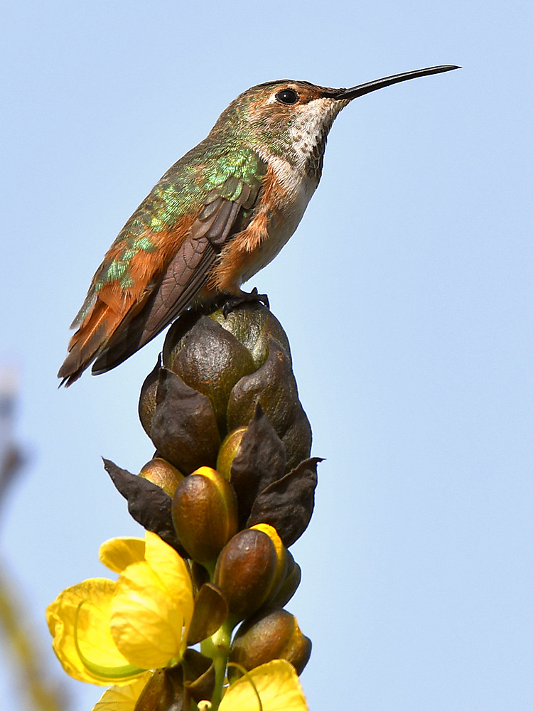 Hummer.jpg