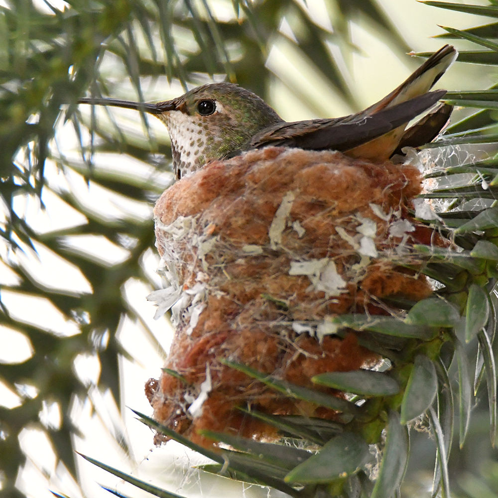 Hummer.jpg