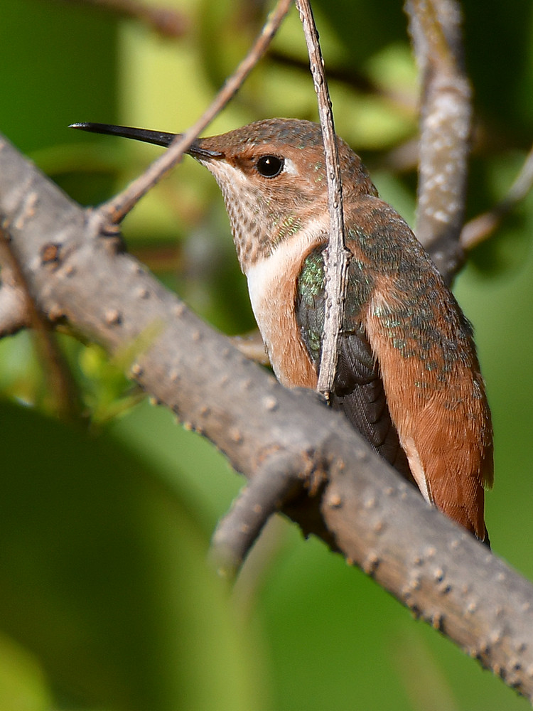 Hummer.jpg
