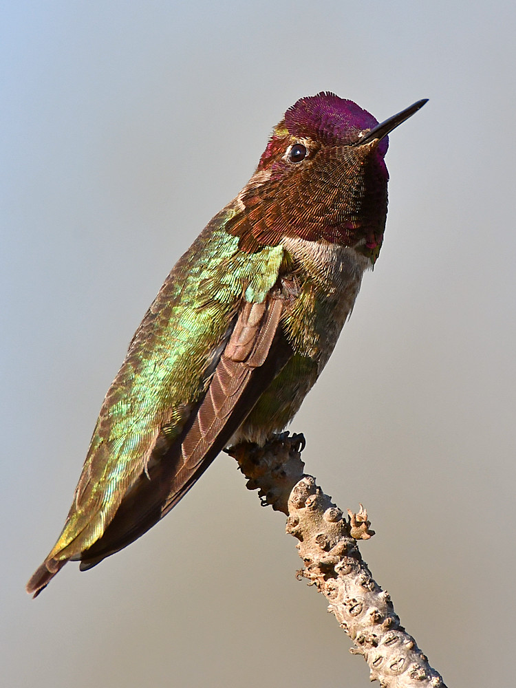Hummer.jpg