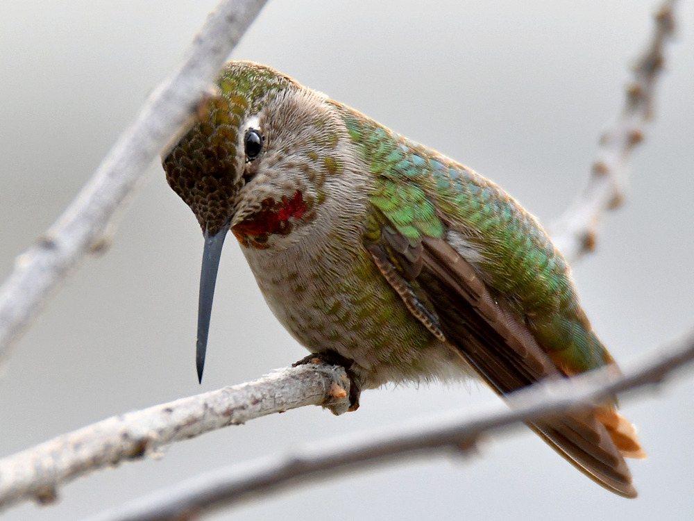 Hummer.jpg