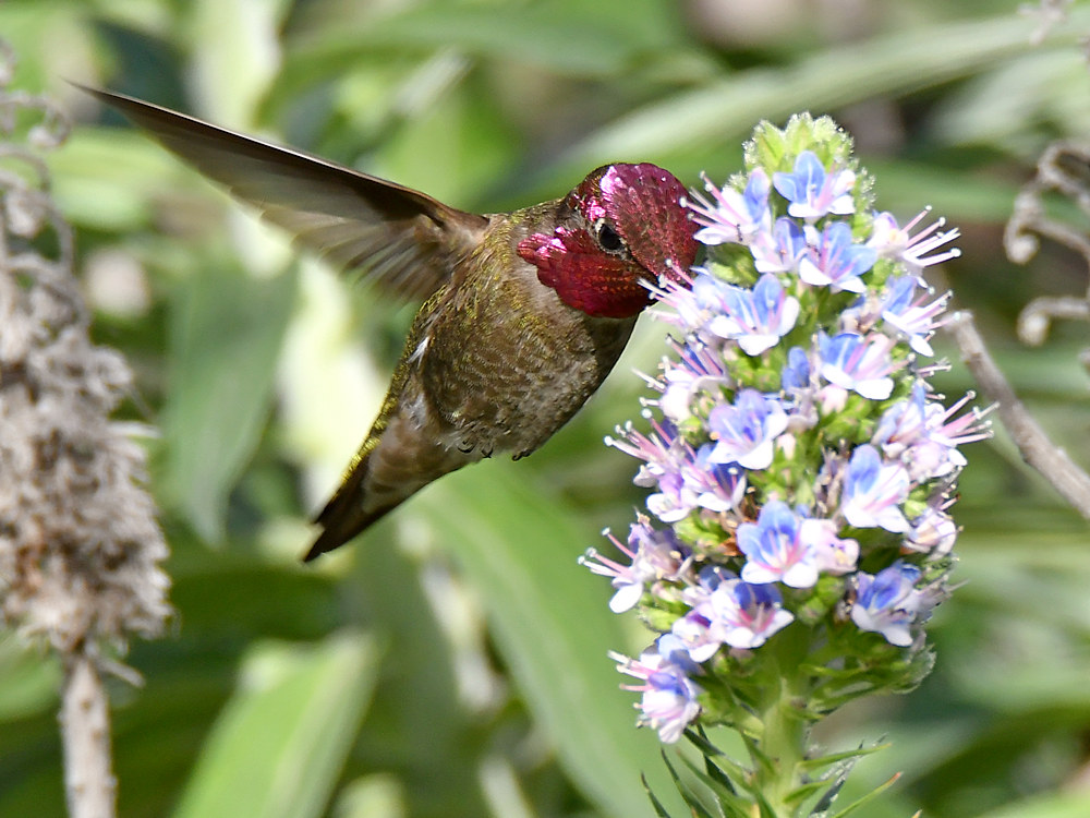 Hummer.jpg
