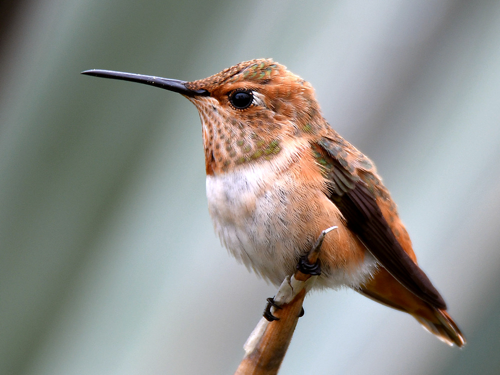Hummer.jpg
