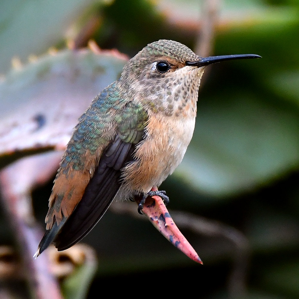 Hummer.jpg