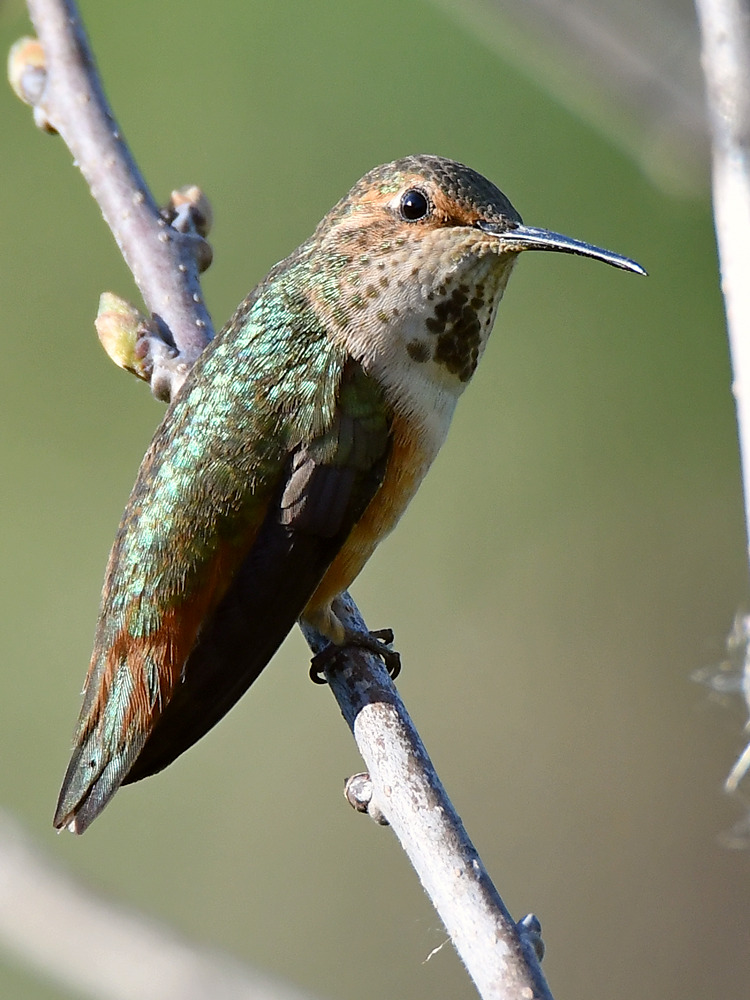 Hummer.jpg