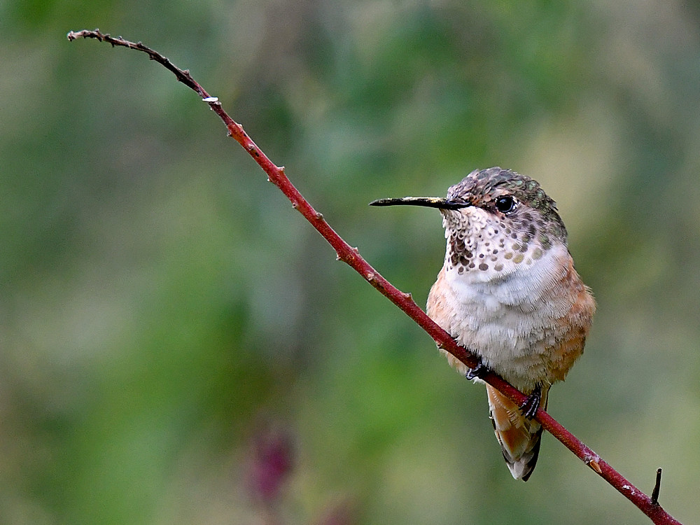 Hummer.jpg