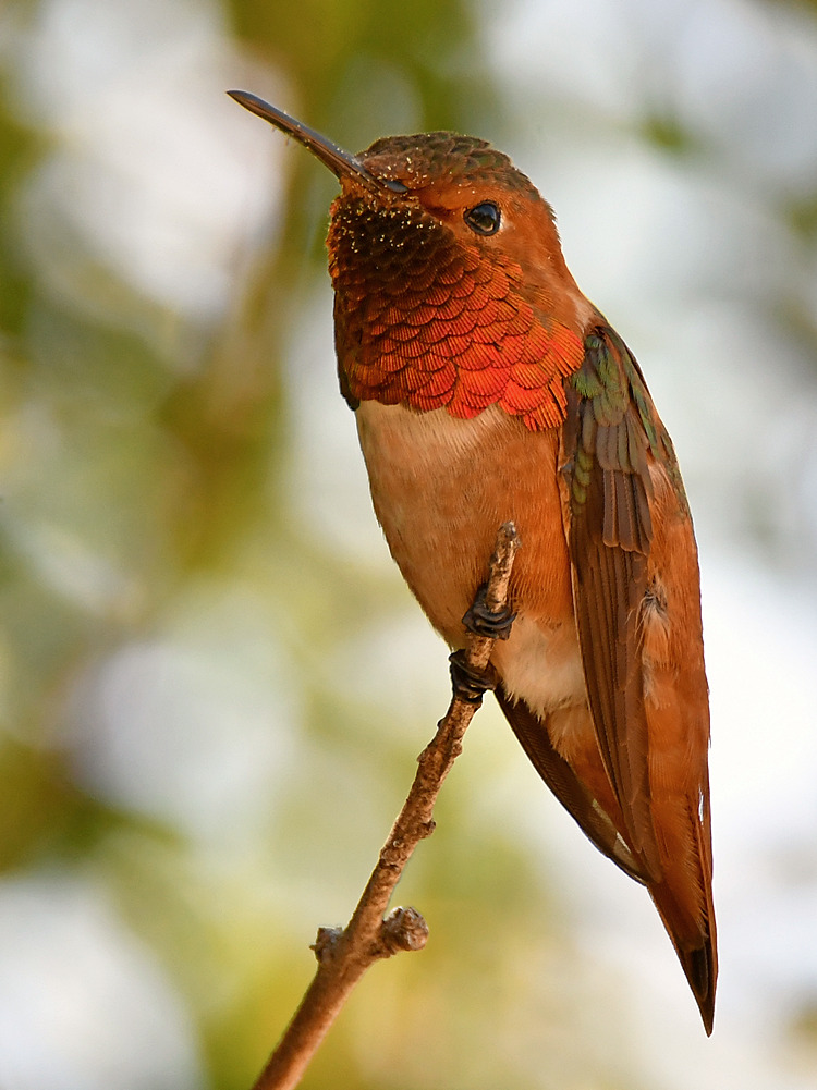 Hummer.jpg