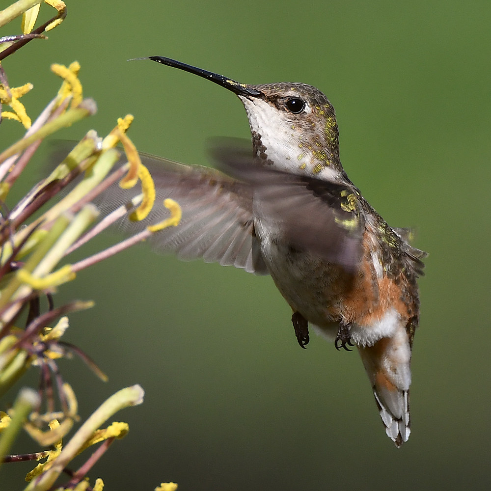 Hummer.jpg