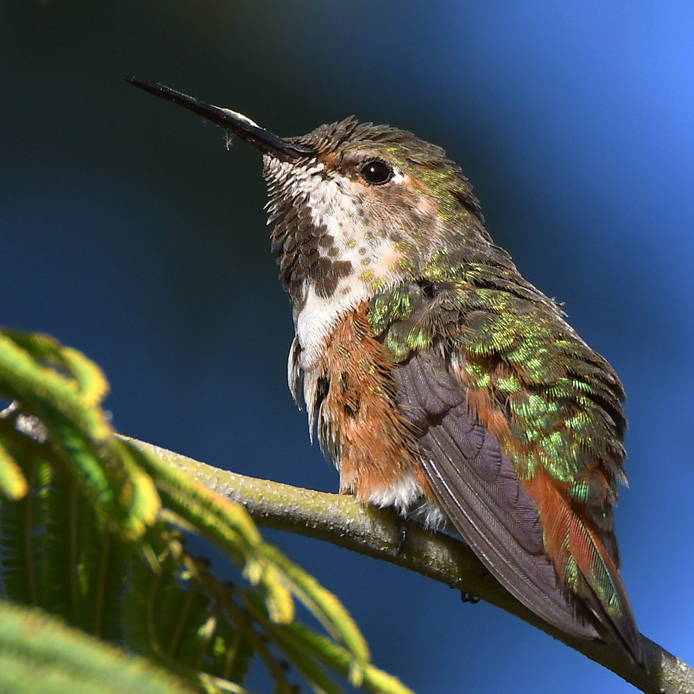 Hummer.jpg