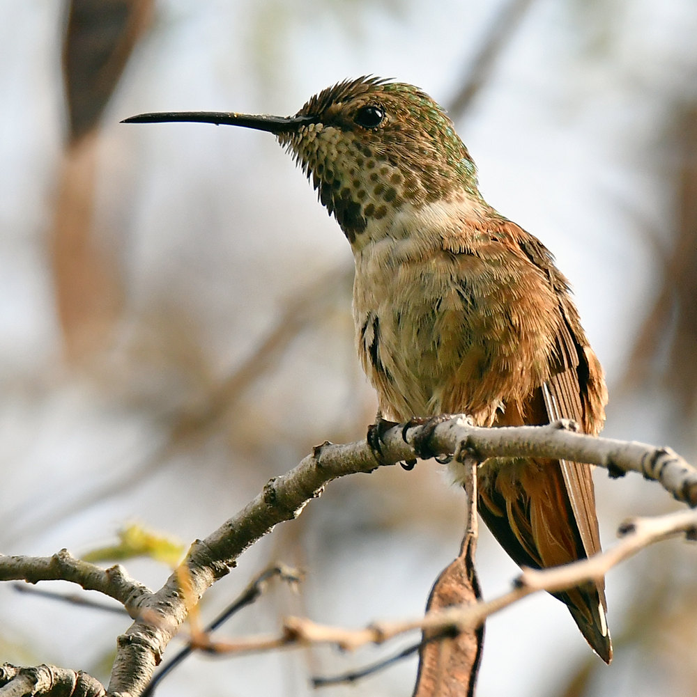 Hummer.jpg