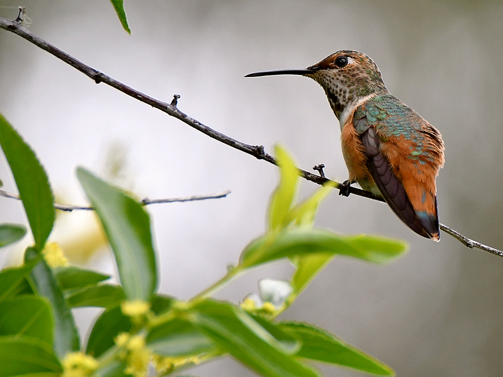 Hummer.jpg