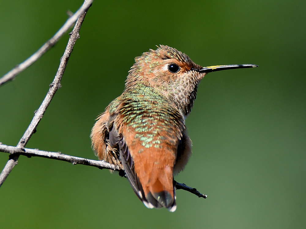 Hummer.jpg