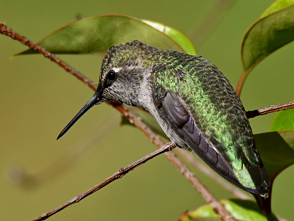 Hummer.jpg