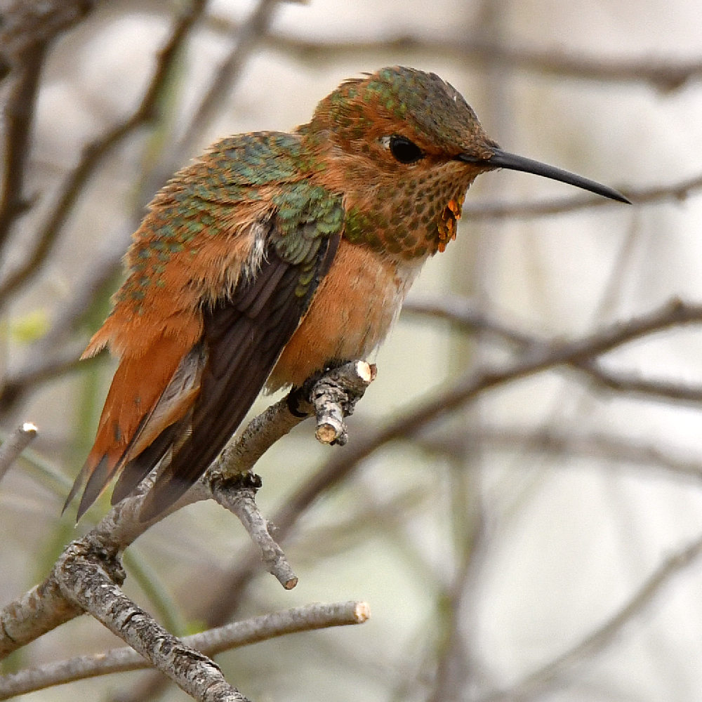 Hummer.jpg