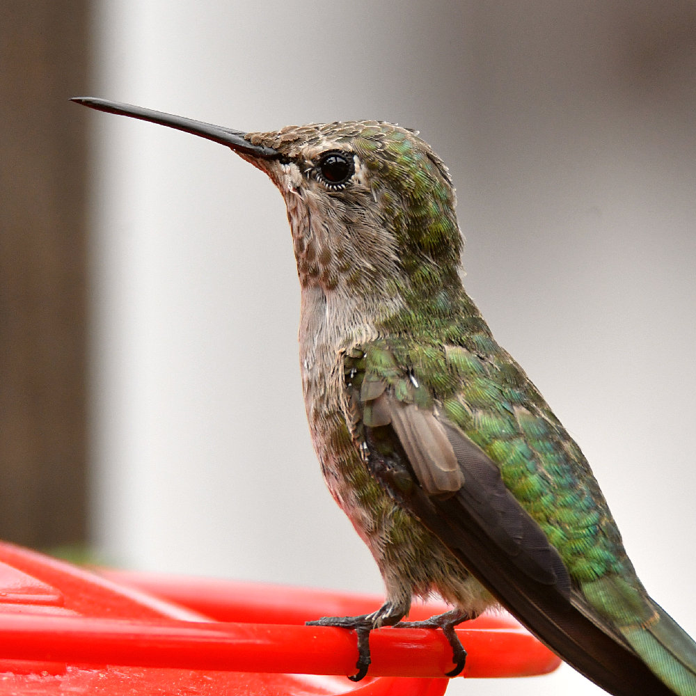Hummer.jpg
