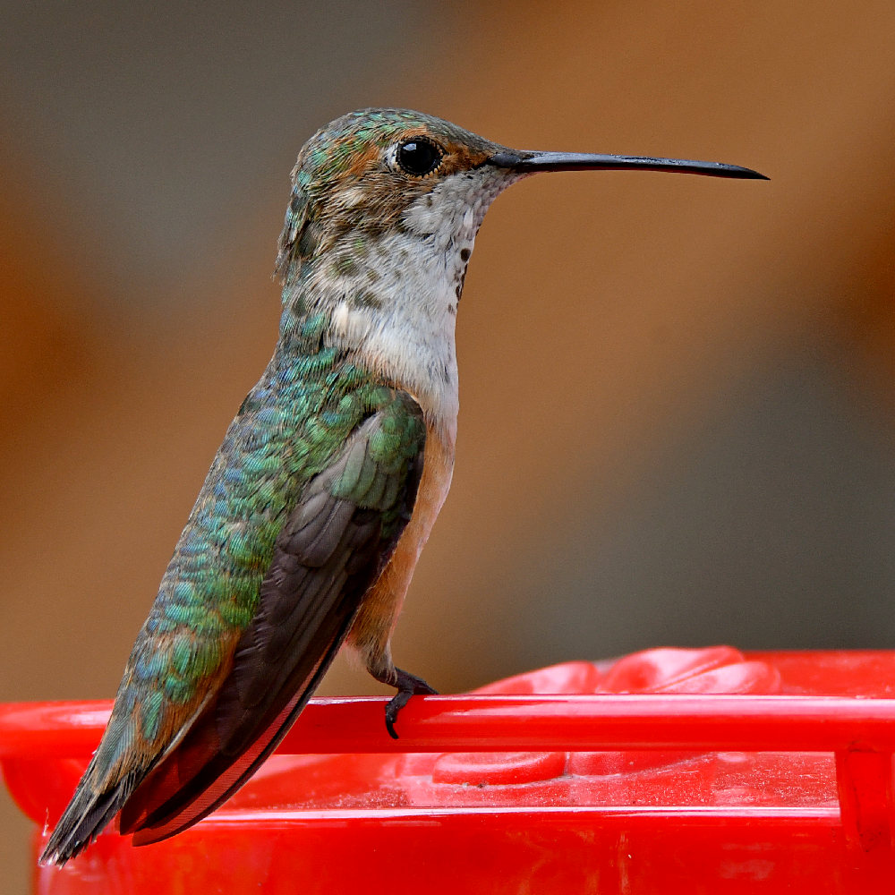 Hummer.jpg