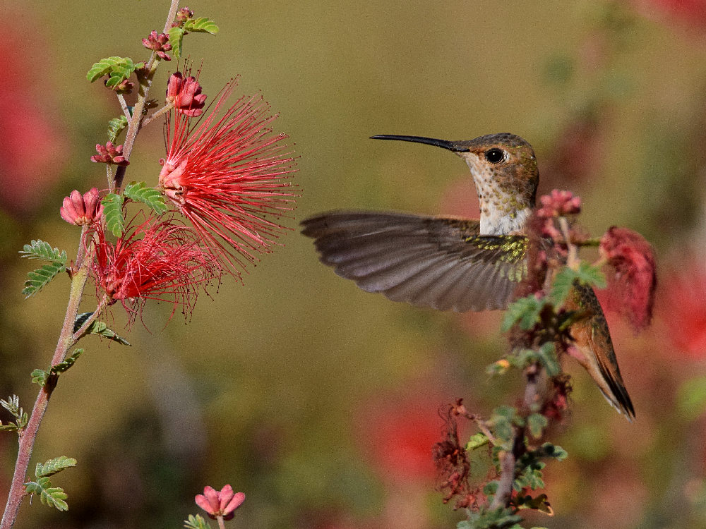Hummer.jpg
