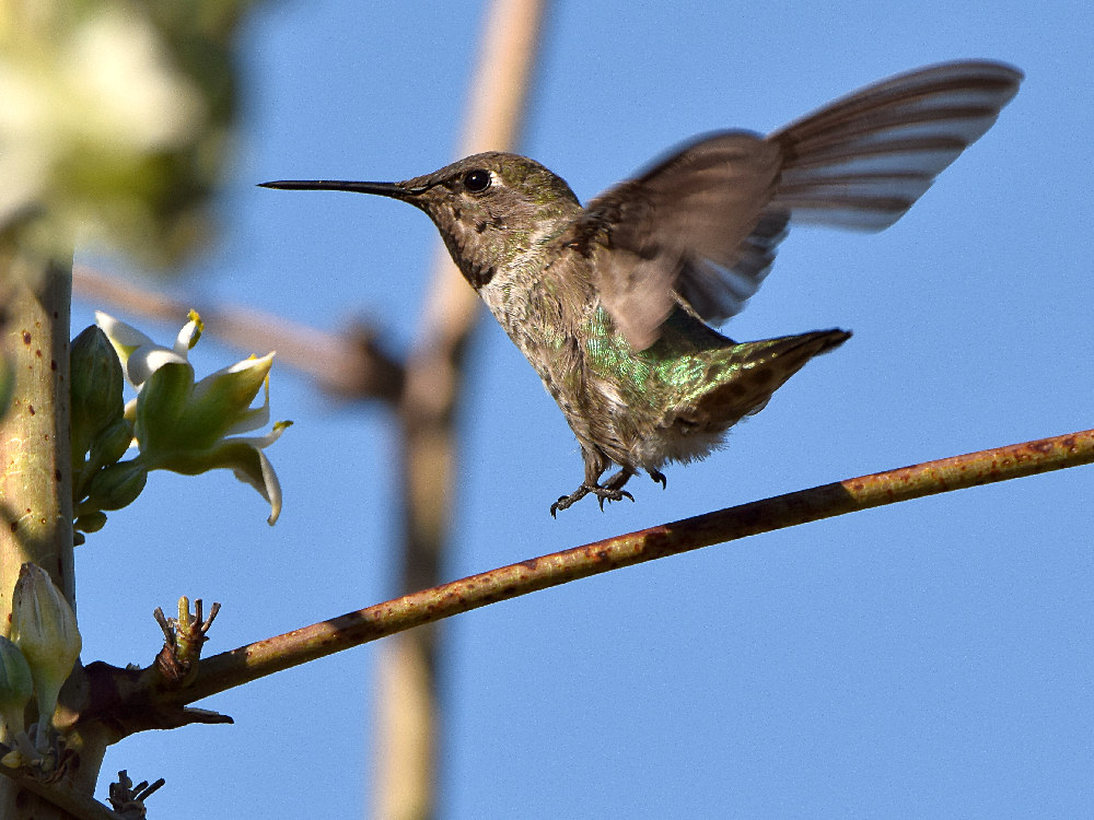 Hummer.jpg