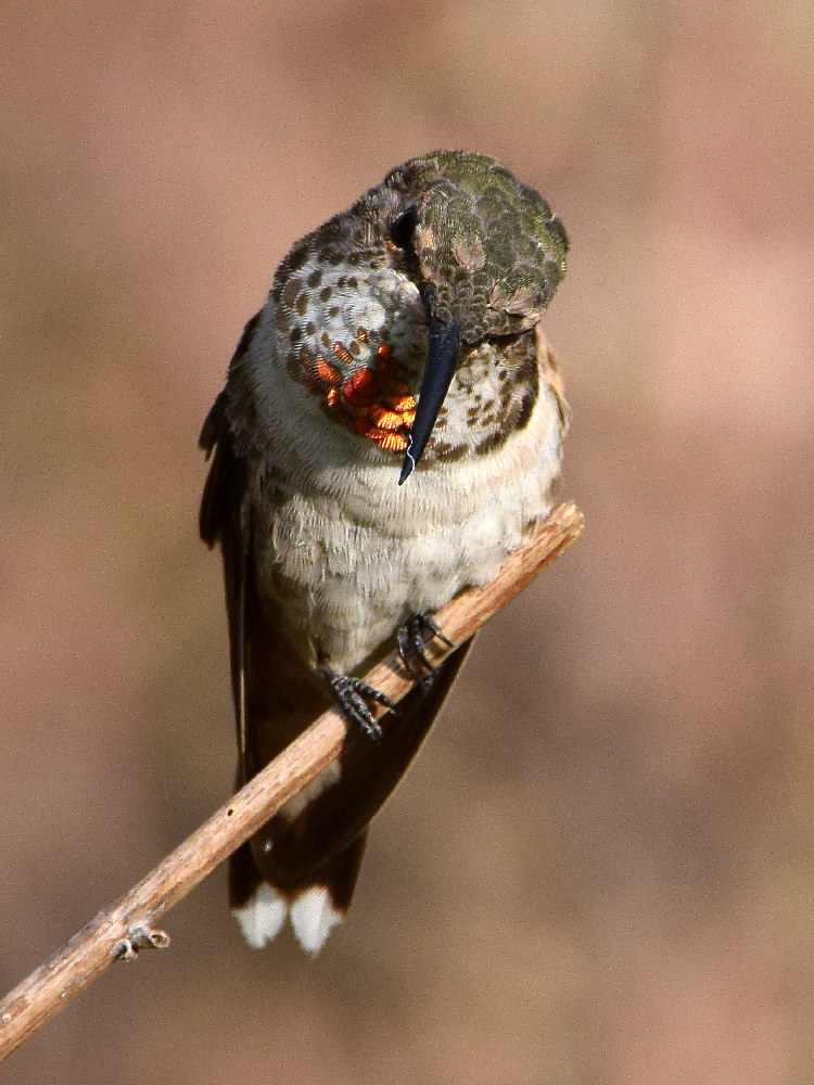Hummer.jpg