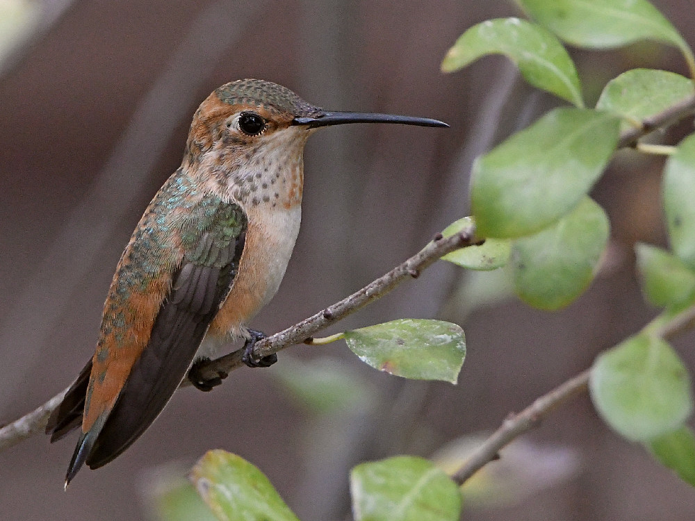 Hummer.jpg