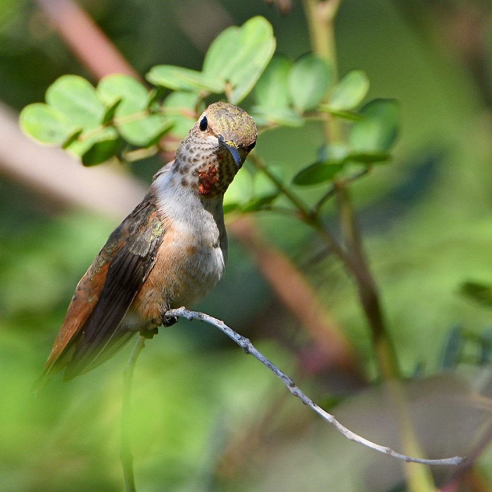 Hummer.jpg