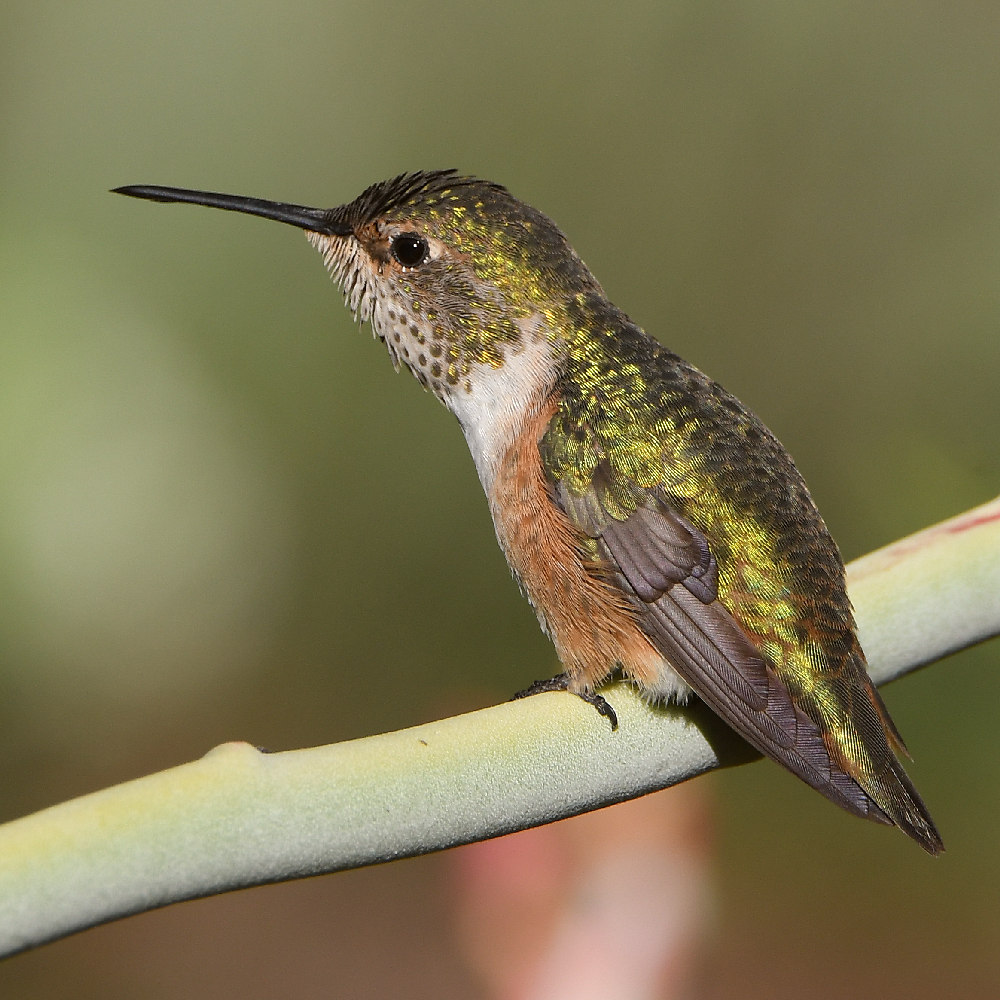 Hummer.jpg