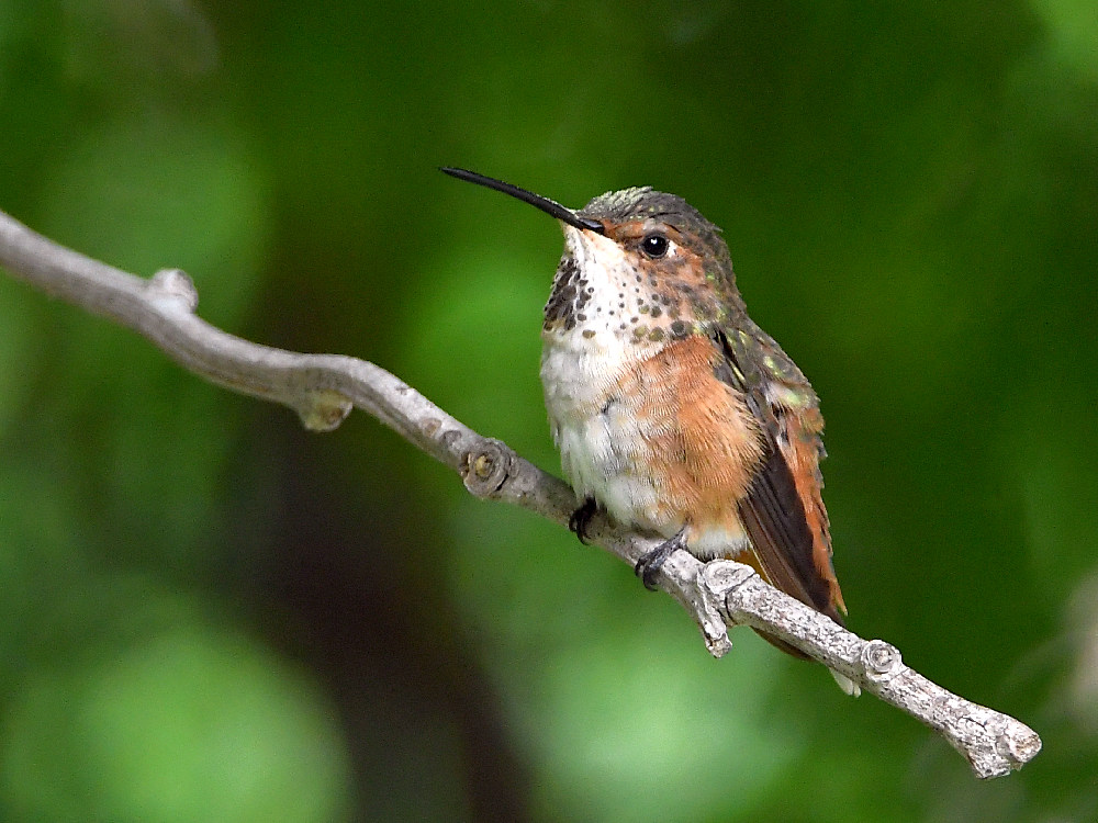 Hummer.jpg