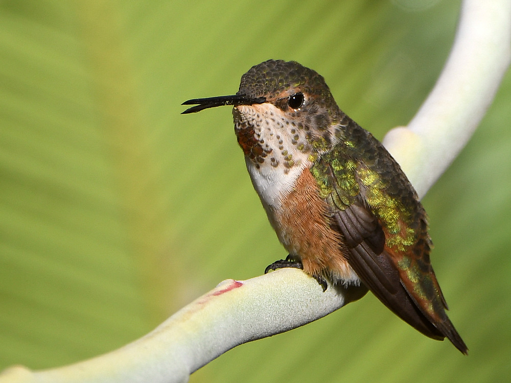 Hummer.jpg