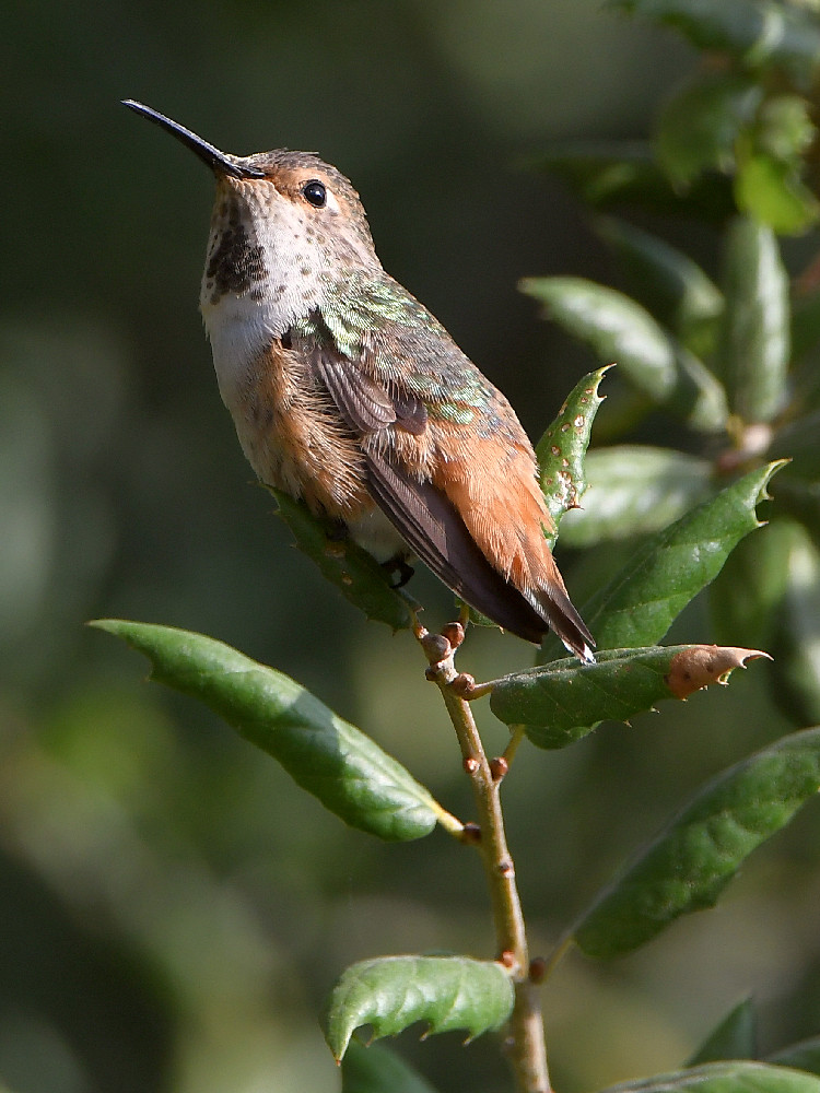 Hummer.jpg