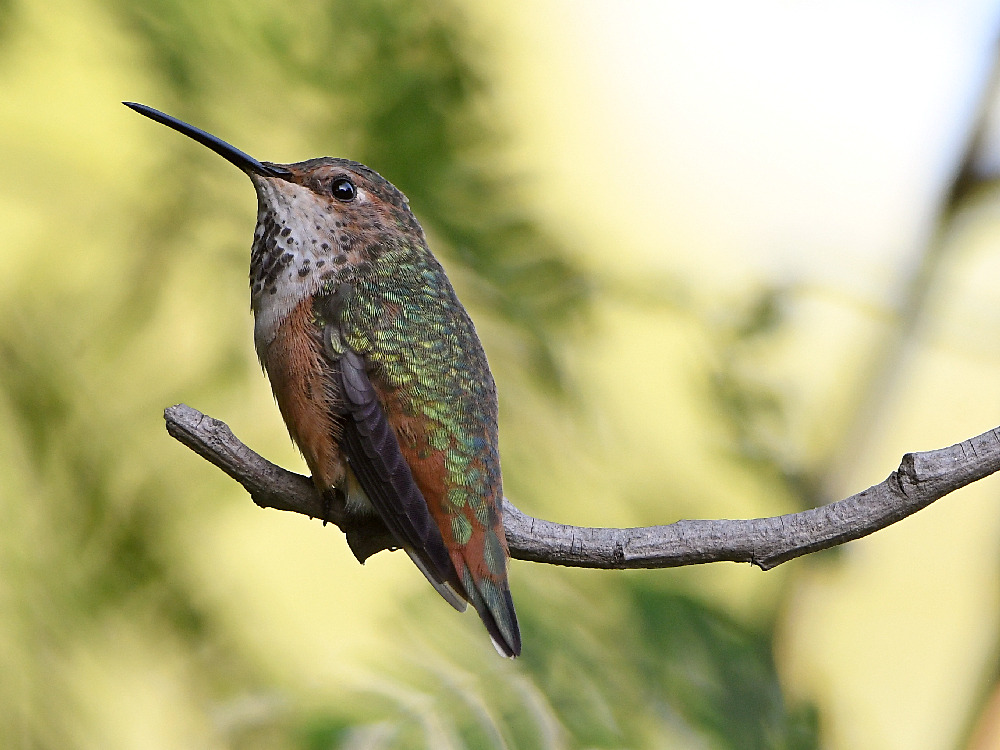 Hummer.jpg