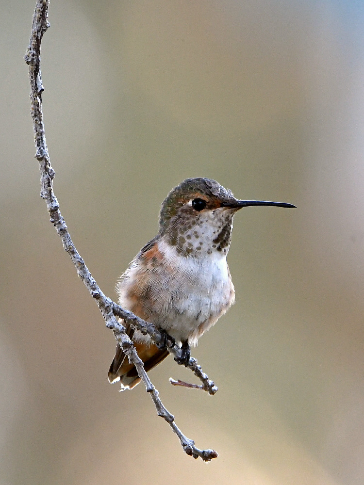 Hummer.jpg