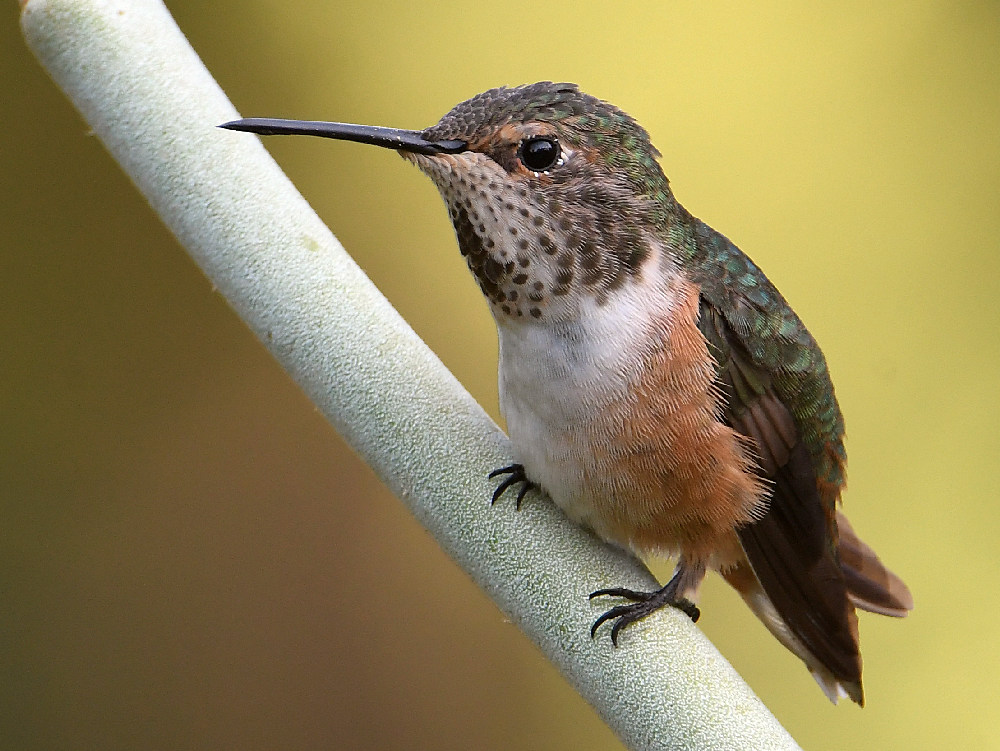Hummer.jpg