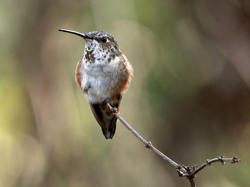 Hummer.jpg