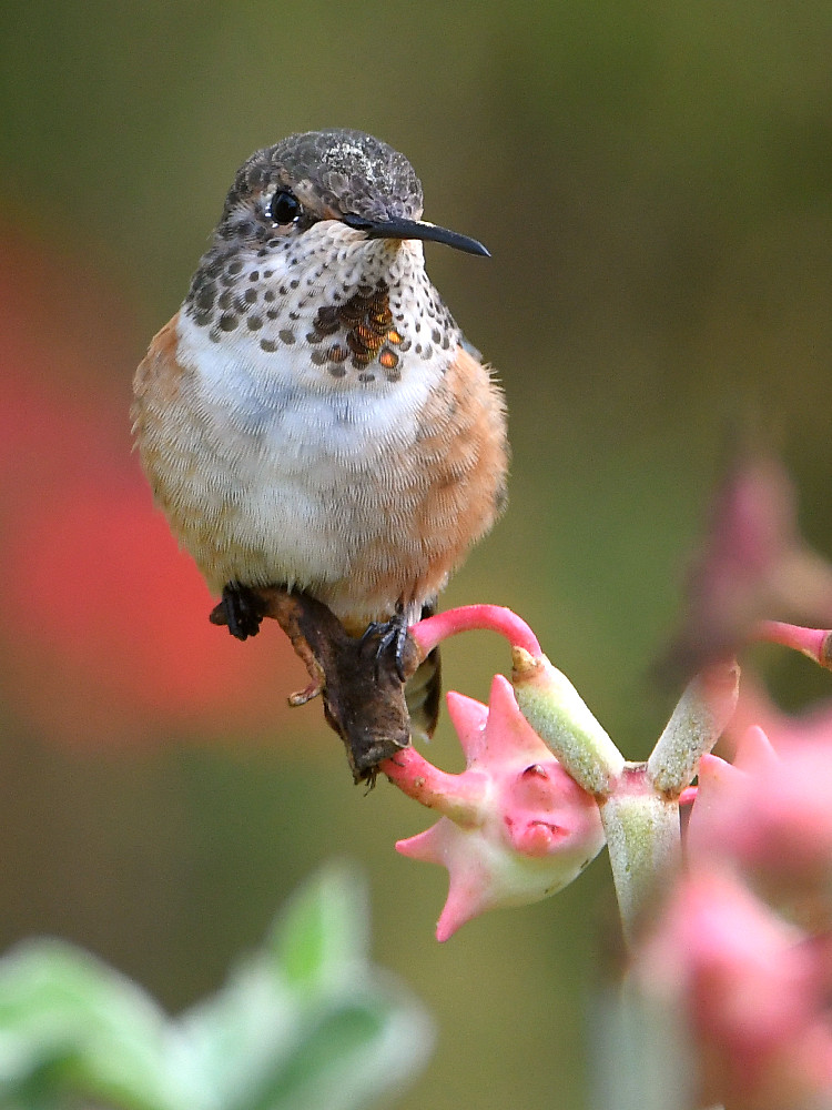 Hummer.jpg
