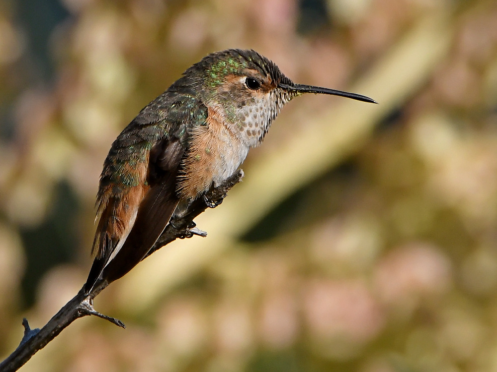 Hummer.jpg