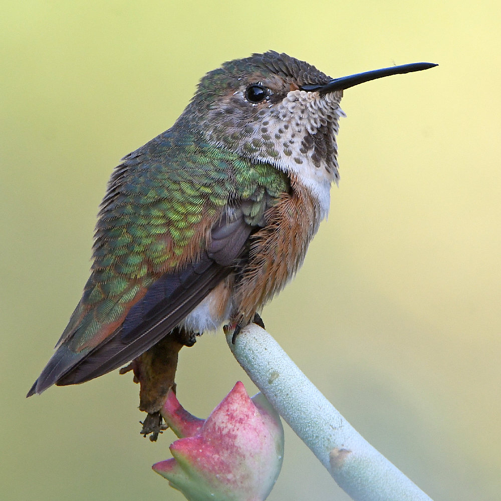Hummer.jpg